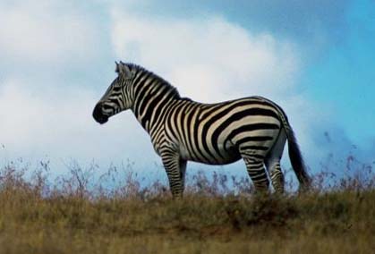 zebra4545.jpg