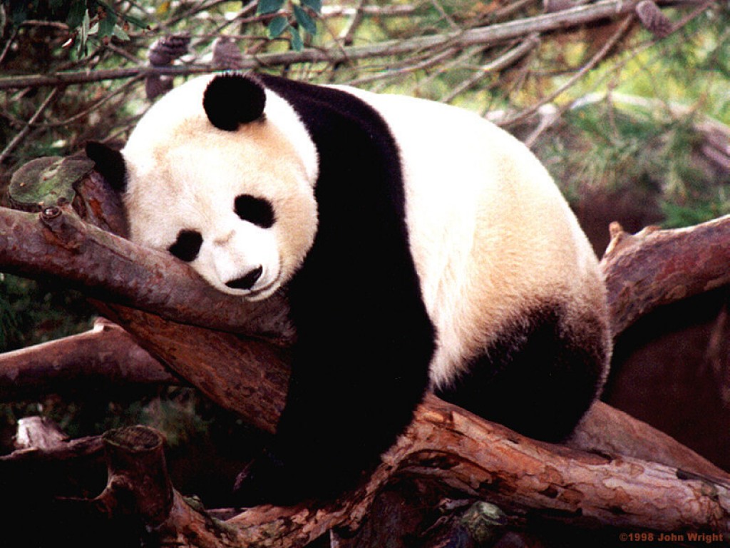 Panda.jpg