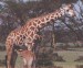 Masai_giraffe.jpg
