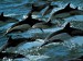 Delfínci.jpg